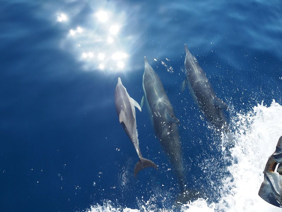 sun  sea sailing l dolphins day trip