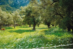 Kouzounteli - Venetian olive grove - Faneromeni