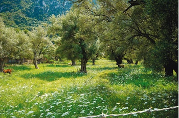 Kouzounteli - Venetian olive grove - Faneromeni