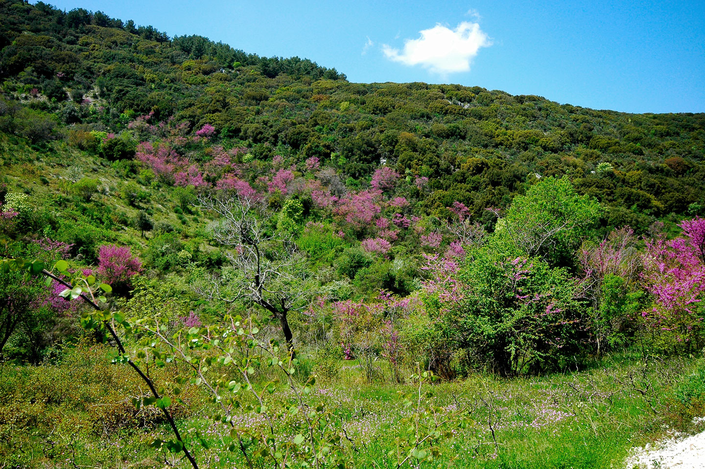 Rich green nature | Lefkada Slow Guide