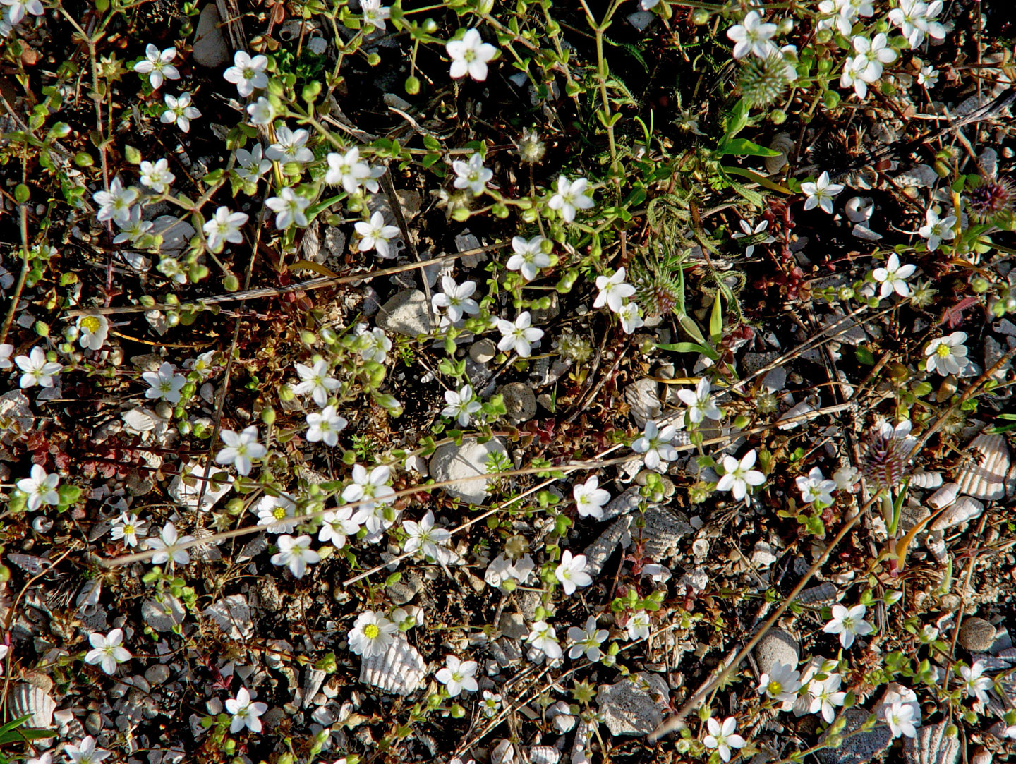 Arenaria Leucadia, a rare wild flower | Lefkada