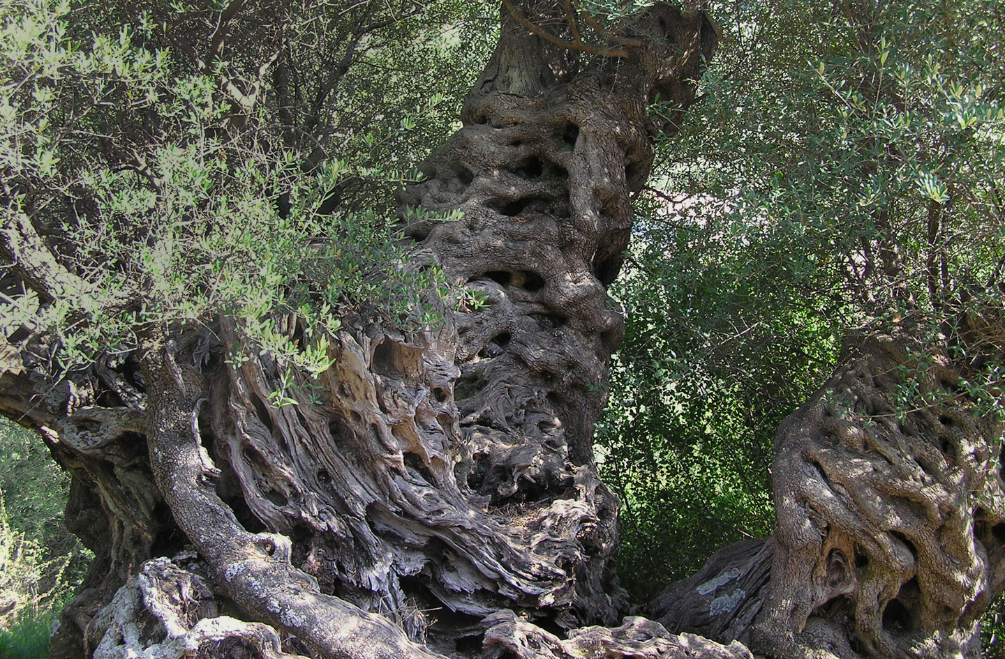 Olea europaea (Oleaceae), olive tree | Lefkada