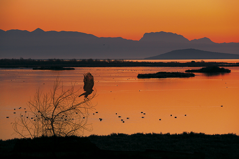 Ambracian wetland is the largest in Greece | Lefkada Slow Guide