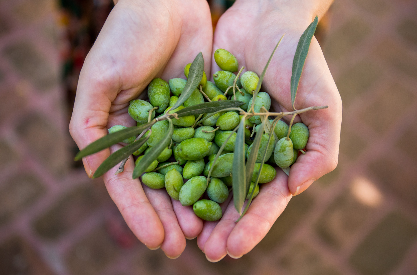 Lefkada's traditional products | Greek olives | Lefkada Slow Guide