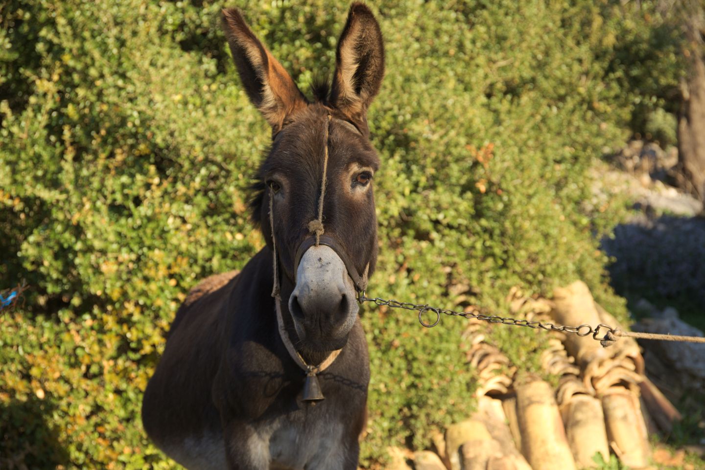The amazing donkeys of Lefkada's villages