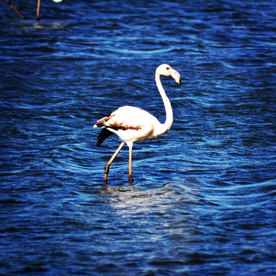 Lefkada island | Pink flamingos | Lefkada Slow Guide