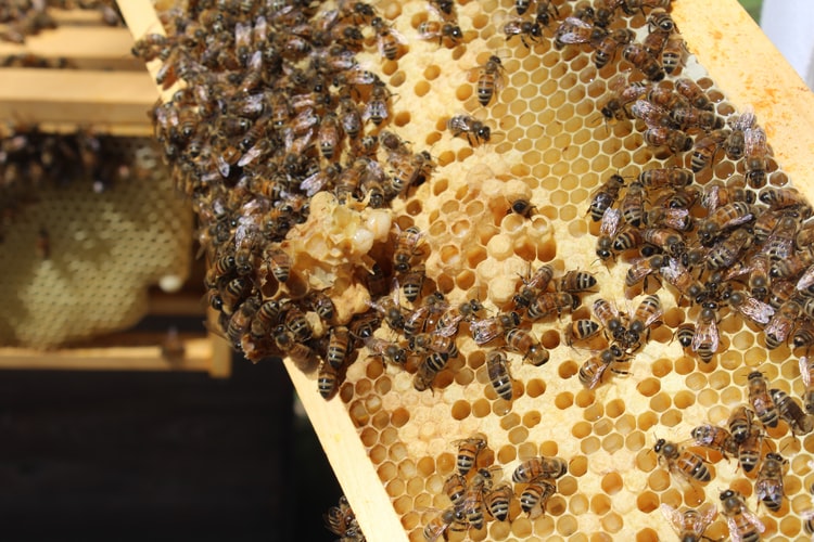 Honey and honey products | Lefkada